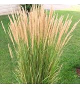 Calamagrostis × acutiflora 'Karl Foerster'  - smlz