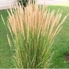 Calamagrostis × acutiflora 'Karl Foerster'  - smlz