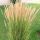 Calamagrostis × acutiflora 'Karl Foerster'  - smlz