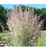 Calamagrostis × acutiflora 'Overdam' - smlz 'Overdam'