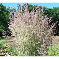 Calamagrostis × acutiflora 'Overdam'  - smlz 'Overdam'