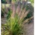 Calamagrostis brachytricha  - smlz