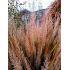 Calamagrostis brachytricha  - smlz