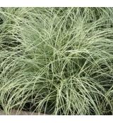 Carex albula 'Amazon Mist' - ostrica 'Amazon Mist' (syn. Carex comans 'Amazon Mist')