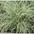 Carex albula 'Amazon Mist' - ostrica 'Amazon Mist' (syn. Carex comans 'Amazon Mist')
