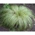 Carex albula 'Amazon Mist' - ostrica 'Amazon Mist' (syn. Carex comans 'Amazon Mist')