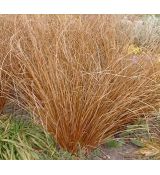 Carex buchananii 'Red Rooster' - ostrica buchananova 'Red Rooster'