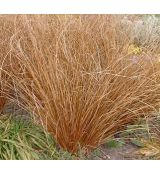 Carex buchananii 'Red Rooster' - ostrica buchananova 'Red Rooster'