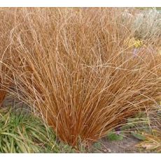 Carex buchananii 'Red Rooster' - ostrica buchananova 'Red Rooster'