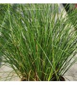 Carex howardii 'Phoenix Green' - ostrica 'Phoenix Green'