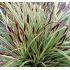 Carex morowii 'Variegata' - ostrica  'Variegata'