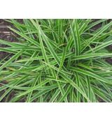 Carex morowii 'Variegata' - ostrica 'Variegata'