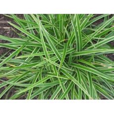 Carex morowii 'Variegata' - ostrica  'Variegata'