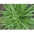 Carex morowii 'Variegata' - ostrica  'Variegata'
