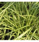 Carex oshimensis 'Evergold' - ostrica ošimenská 'Evergold'