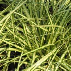 Carex oshimensis 'Evergold' - ostrica ošimenská  'Evergold'