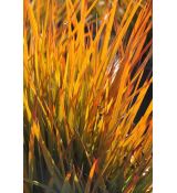 Carex testacea 'Prairie Fire' - ostrica 'Prairie Fire'