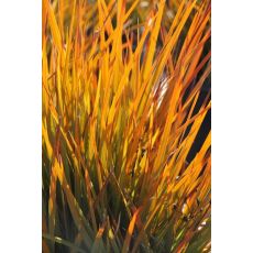 Carex testacea 'Prairie Fire' - ostrica 'Prairie Fire'