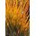 Carex testacea 'Prairie Fire' - ostrica 'Prairie Fire'