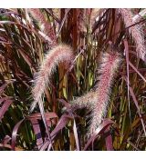 Pennisetum × advena 'Rubrum' - perovec veľkoklasý 'Rubrum' (syn. Pennisetum setaceum 'Rubrum')