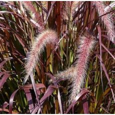 Pennisetum × advena 'Rubrum' - perovec veľkoklasý 'Rubrum' (syn. Pennisetum setaceum 'Rubrum')