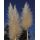 Cortaderia selloana - kortadéria pampová (pampová tráva)