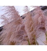 Cortaderia selloana 'Rosea' - kortadéria pampová 'Rosea' (pampová tráva)