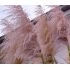 Cortaderia selloana 'Rosea' - kortadéria pampová  'Rosea' (pampová tráva)