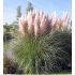 Cortaderia selloana 'Rosea' - kortadéria pampová  'Rosea' (pampová tráva)
