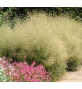 Deschampsia caespitosa 'Goldtau' - metlica trsnatá 'Goldtau'