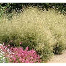 Deschampsia caespitosa 'Goldtau' - metlica trsnatá 'Goldtau'