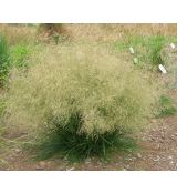 Deschampsia caespitosa 'Palava' - metlica trsnatá 'Palava'