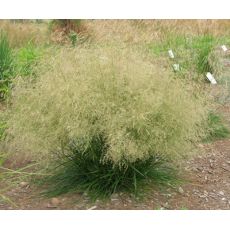 Deschampsia caespitosa 'Palava' - metlica trsnatá 'Palava'