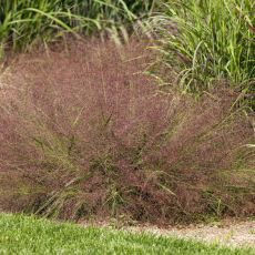Eragrostis spectabilis - Milota nádherná