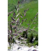 Festuca alpina - kostrava horská