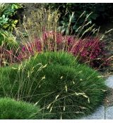 Festuca gautieri 'Pic Carlit' - kostrava medvedia 'Pic Carlit'