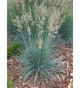 Festuca glauca 'Intense Blue' - kostrava sivá 'Intense Blue'