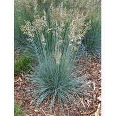 Festuca glauca 'Intense Blue' - kostrava sivá 'Intense Blue'