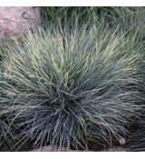 Festuca glauca 'Zwergenkönig' - kostrava sivá 'Zwergenkönig'