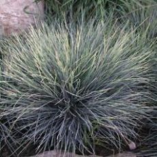 Festuca glauca 'Zwergenkönig' - kostrava sivá 'Zwergenkönig'