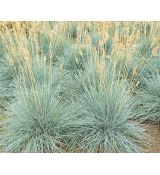 Festuca ovina 'Elijah Blue' - kostrava ovčia 'Elijah Blue'