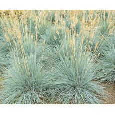 Festuca ovina 'Elijah Blue' - kostrava ovčia  'Elijah Blue'