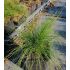 Festuca 'Walberla' - kostrava 'Walberla'
