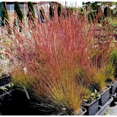 Festuca 'Walberla' - kostrava 'Walberla'