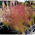 Festuca 'Walberla' - kostrava 'Walberla'