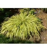 Hakonechloa macra 'Aureola'