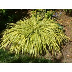 Hakonechloa macra 'Aureola'