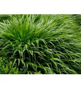 Hakonechloa macra 'Greenhills'