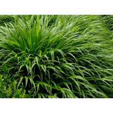 Hakonechloa macra 'Greenhills'