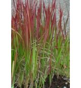 Imperata cylindrica 'Red Baron' - imperáta valcovitá 'Red Baron'